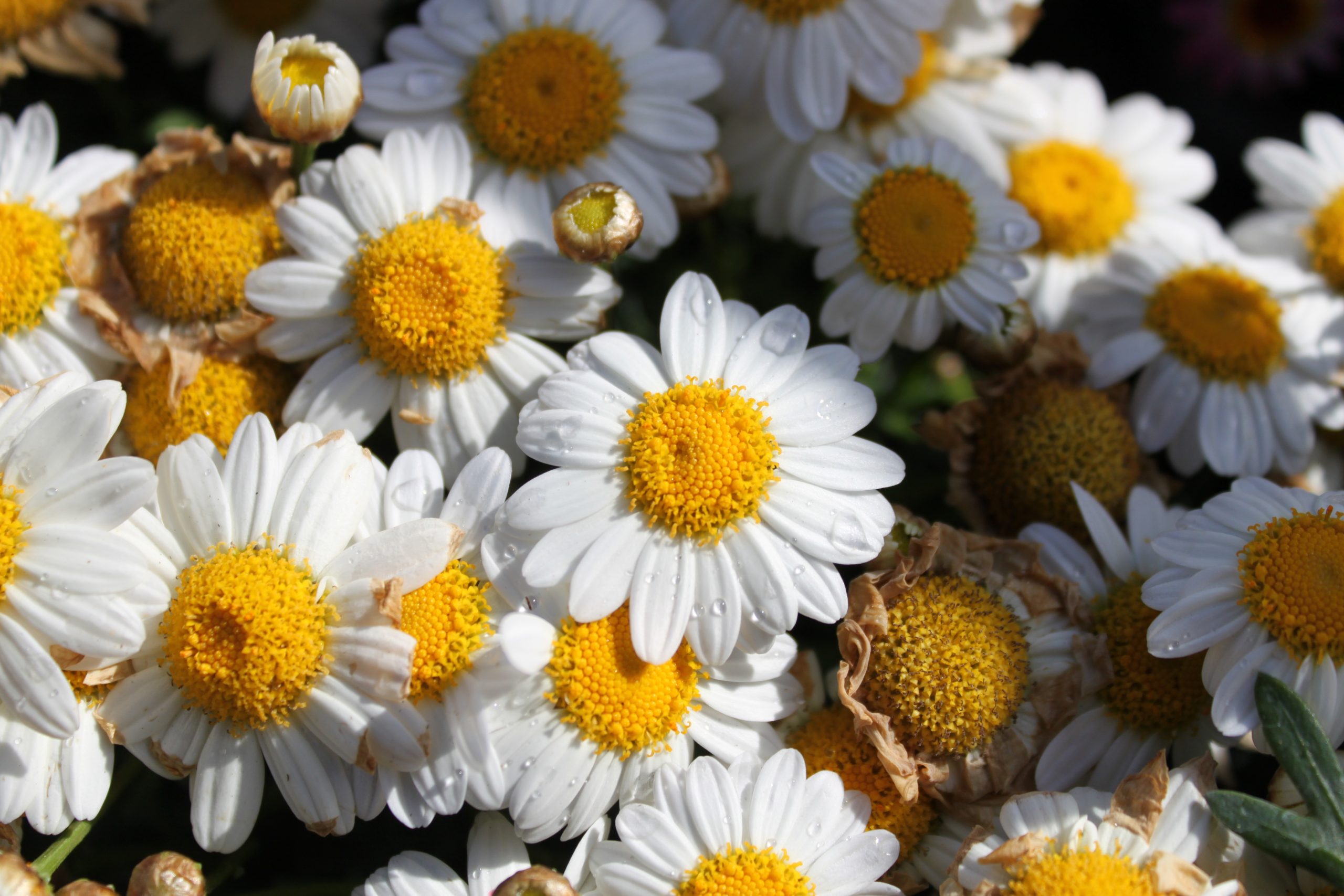 Oriental Herbal Medicine